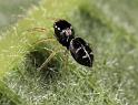 Heliophanus_ZZXYX_D8189_Z_88_Bij afgraving_Nederland